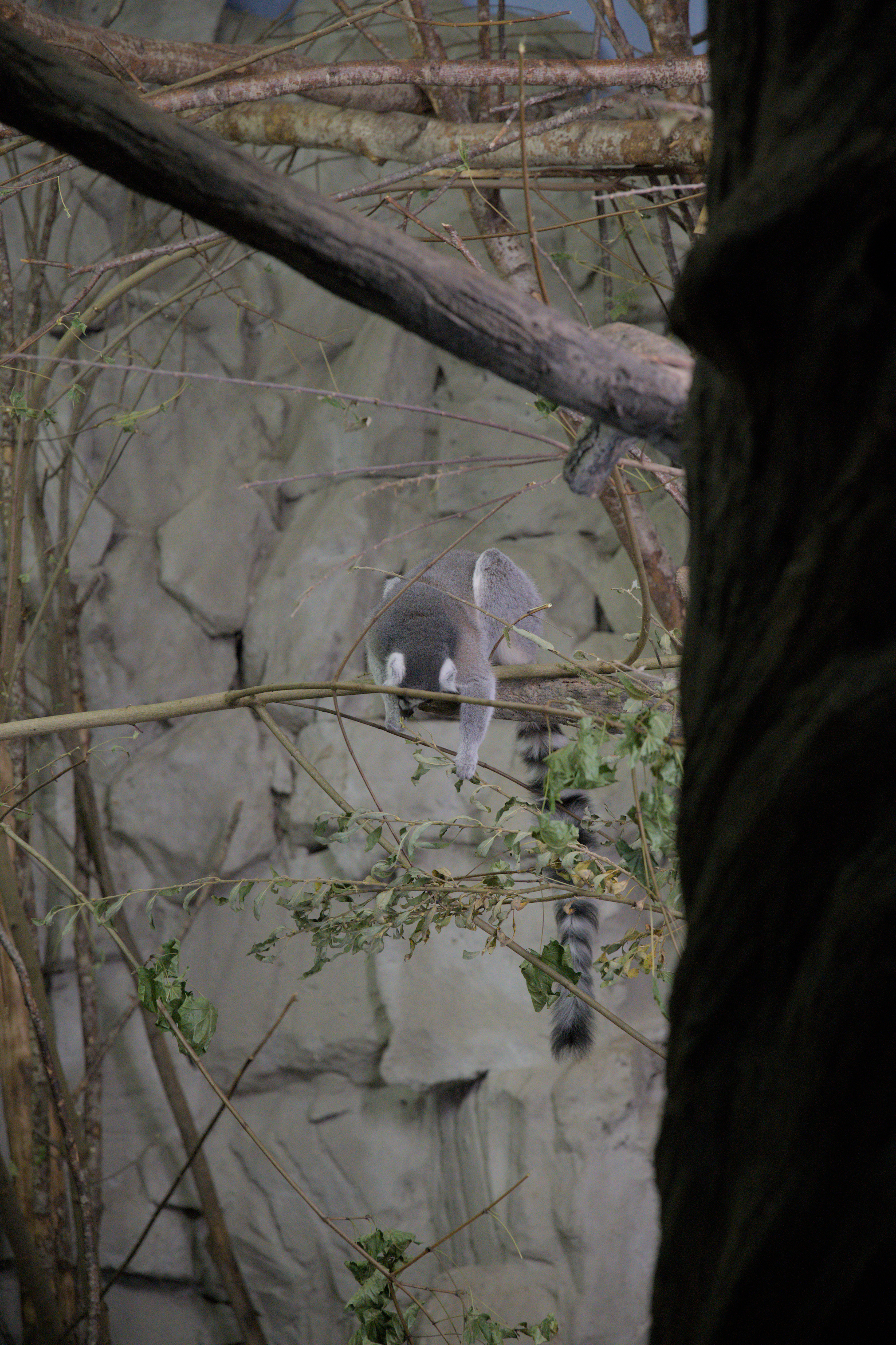 2025/10/12 - zoo/DSC_0123.jpg